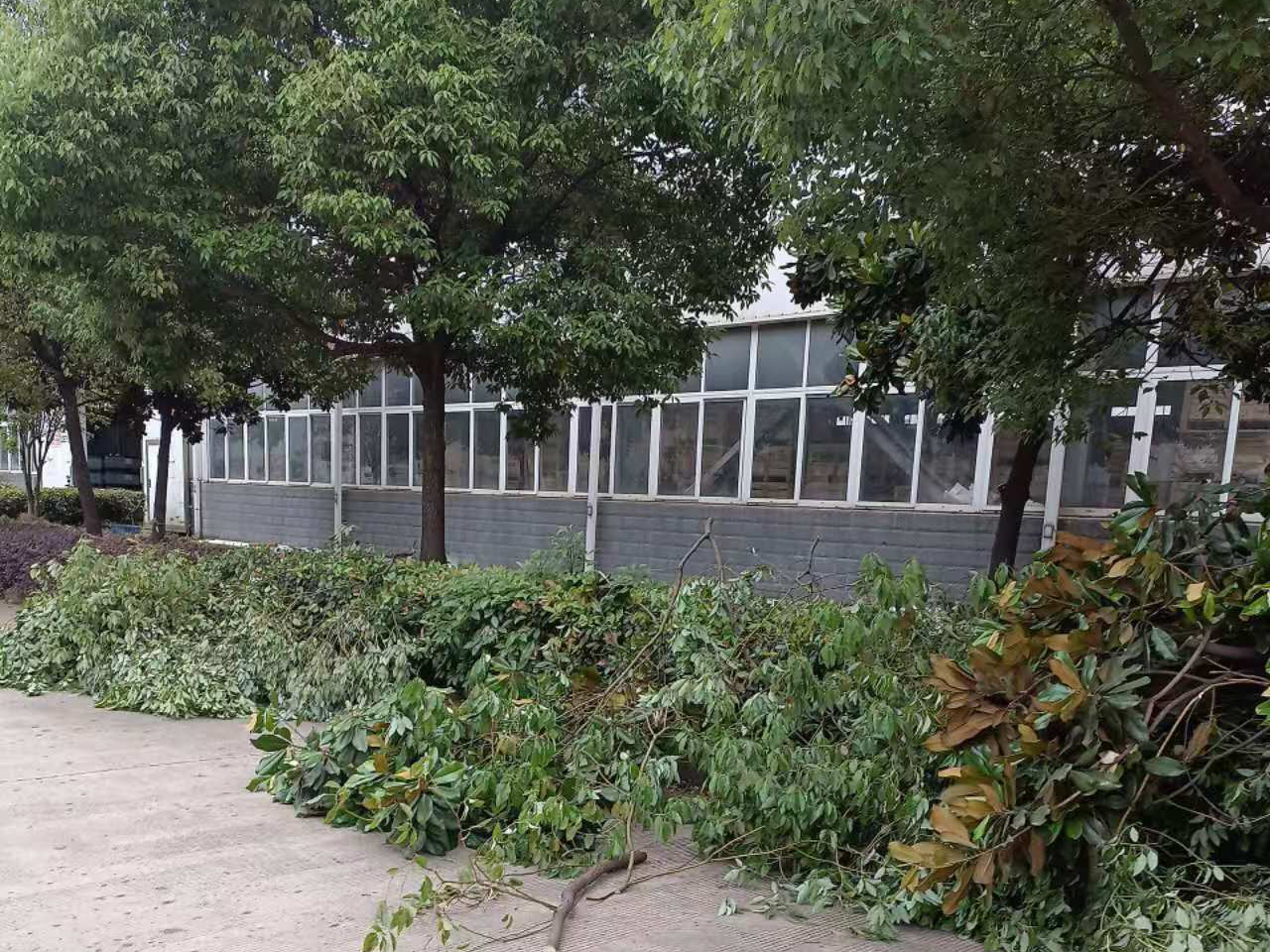 安徽皖新電機(jī)有限公司廠區(qū)園林綠化養(yǎng)護(hù)改造工程(圖2) 微信圖片_20240812093551 副本.jpg